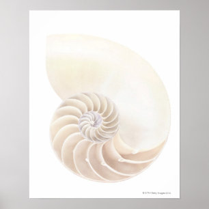 Nautilus snäcka, närhet poster