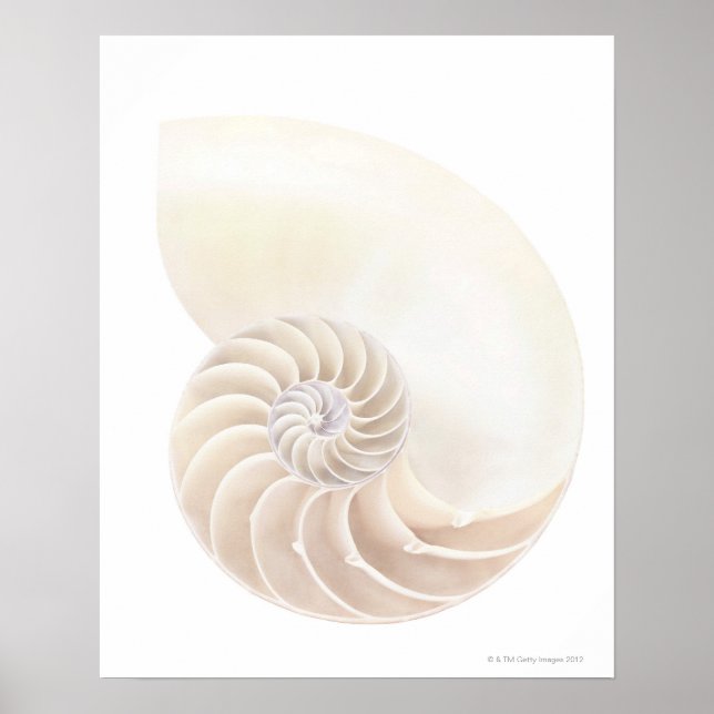Nautilus snäcka, närhet poster (Framsidan)