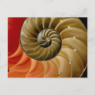 Nautilus snäcka Photo Vykort