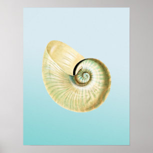 Nautilus snäcka poster
