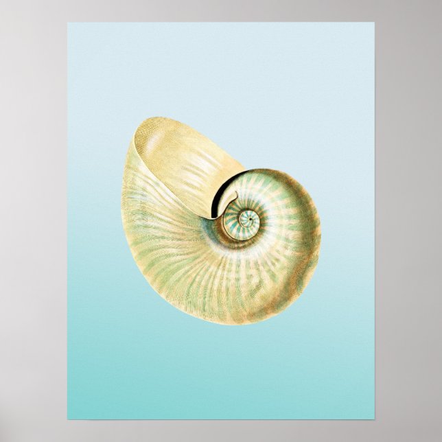 Nautilus snäcka poster (Framsidan)
