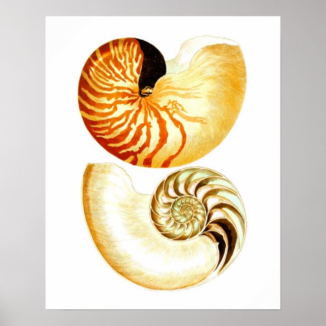 Nautilus Snäcka Seashell No.8 Beach Decor Art Skri Poster (Framsidan)