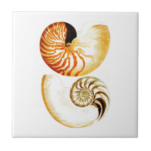 Nautilus Snäcka Seashell nr 8 Beach Decor Art Kakelplatta