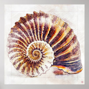 Nautilus Snäcka Teckning - Art-utskrift Poster