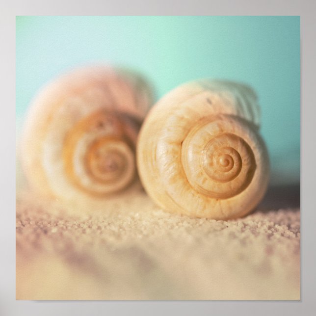 Nautilus Snäckor på Beach Poster (Framsidan)