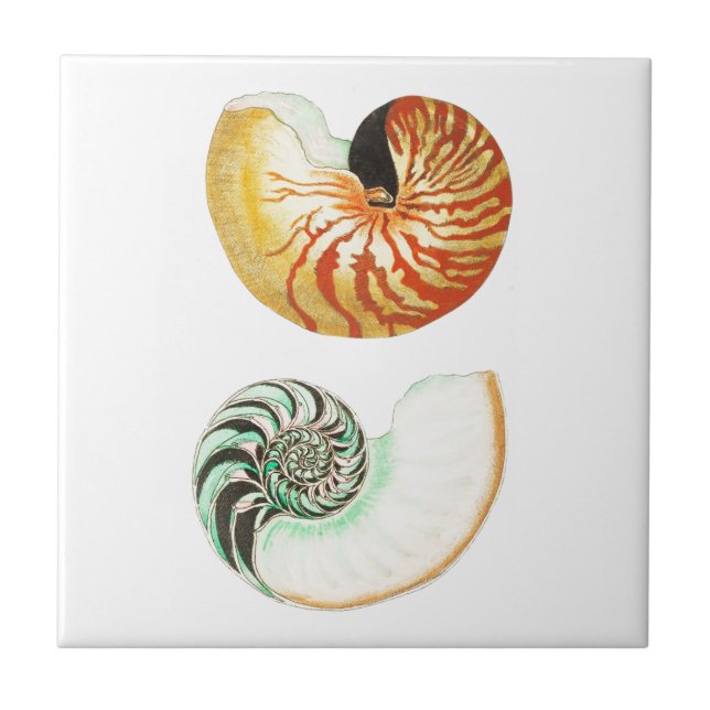 ’NAUTILUS SNÄCKORS’ SJÖLIV CERAMIC TILE KAKELPLATTA (Framsidan)