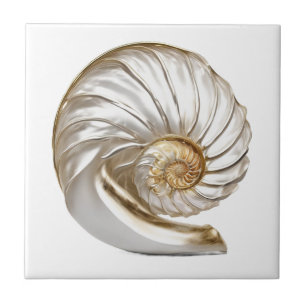 Nautilus snäckskal pärla 3D strand hav nautisk Kakelplatta