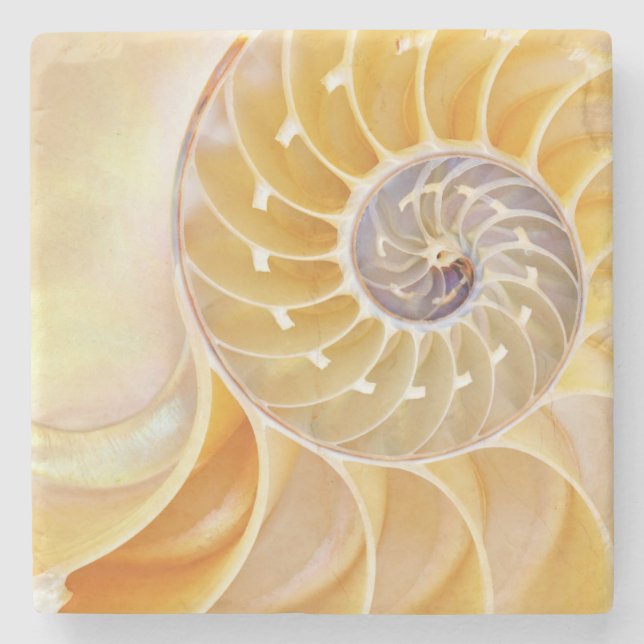 Nautilus snäckskal sandsten underlägg (Framsidan)