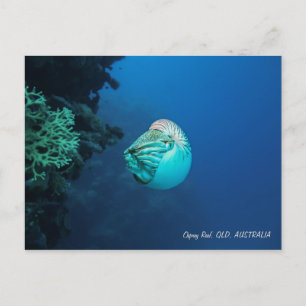 Nautilus Underbar Barrier Reef Coral Sea Vykort