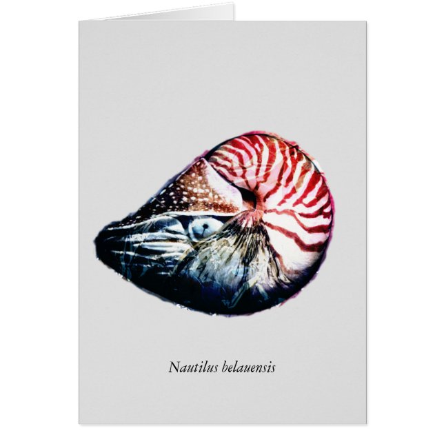 Nautilusbelauensis Hälsningskort (Framsidan)