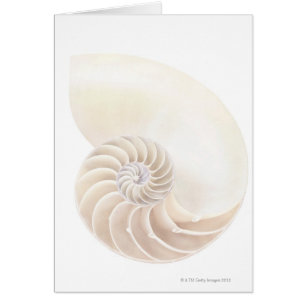 Nautilussnäcka, närbild hälsningskort
