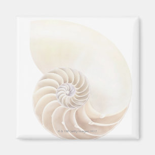 Nautilussnäcka, närbild magnet