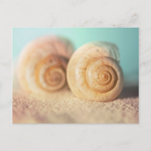 Nautilussnäckor på strand vykort
