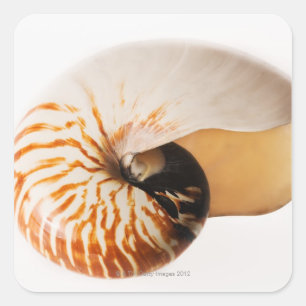Nautilussnäckskal (Nautilusstenomphalusen) Fyrkantigt Klistermärke