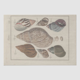 Nautisk Snäckor Ephemera Decoupage-Fransk