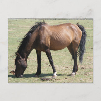 Navajo Mustang Vykort