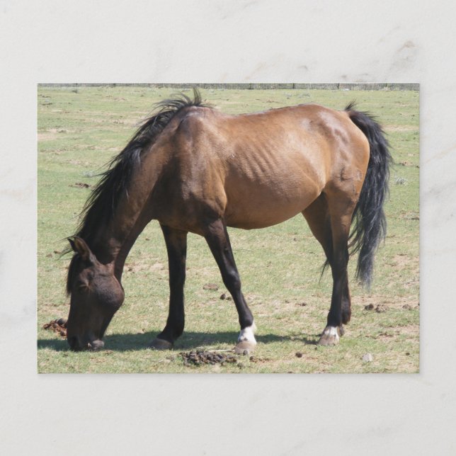 Navajo Mustang Vykort (Framsida)