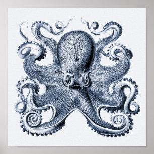 Navy Blue Octopus illustration av Ernst Haeckel Poster