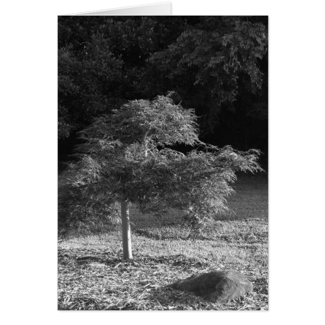 NC/Noir, kort (Framsidan)