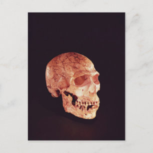 Neandertalarnas kranium, upptäckt på Mt Carmel Vykort