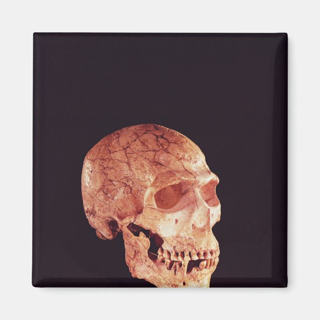 Neanderthal Skull, upptäckt på Mt Carmel Magnet (Framsidan)