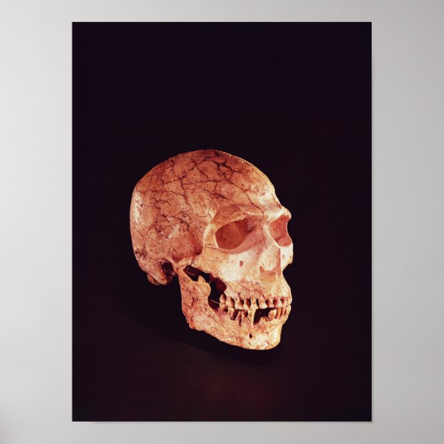 Neanderthal Skull, upptäckt på Mt Carmel Poster (Framsidan)