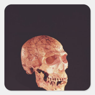 Neanderthalskalle som upptäcks på Mt Carmel Fyrkantigt Klistermärke