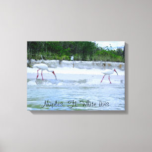 Neapel, FL White Ibis Birds Walking on Beach Canvastryck