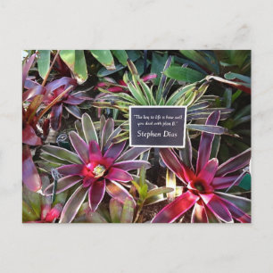Neapel Florida Botanical Garden Stephen Dias Quote Vykort
