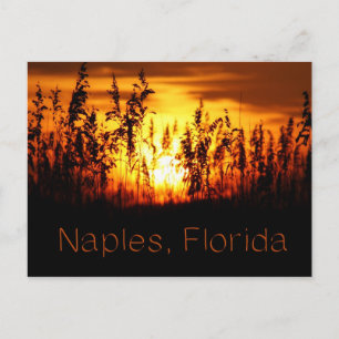 Neapel Florida Sunset vykort