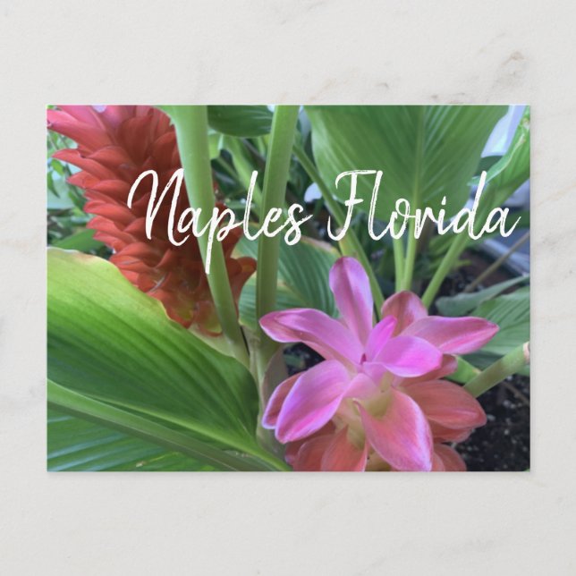 Neapel Florida Tropical Flowers Vykort (Framsida)