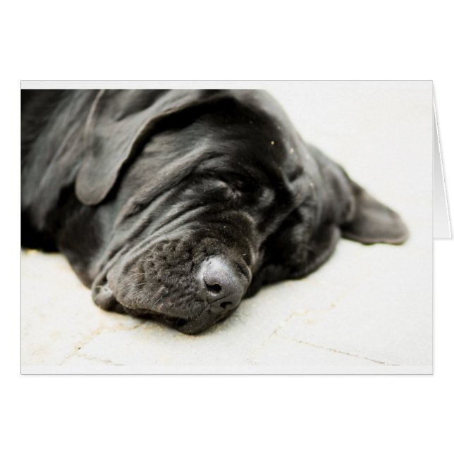 Neapolitan Mastiff Hälsningskort (Framsidan Horizontal)