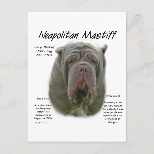 Neapolitan Mastiff (tawny) historikdesign Vykort (Framsida)