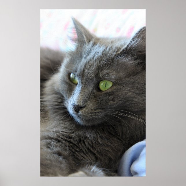 Nebelung cat poster (Framsidan)