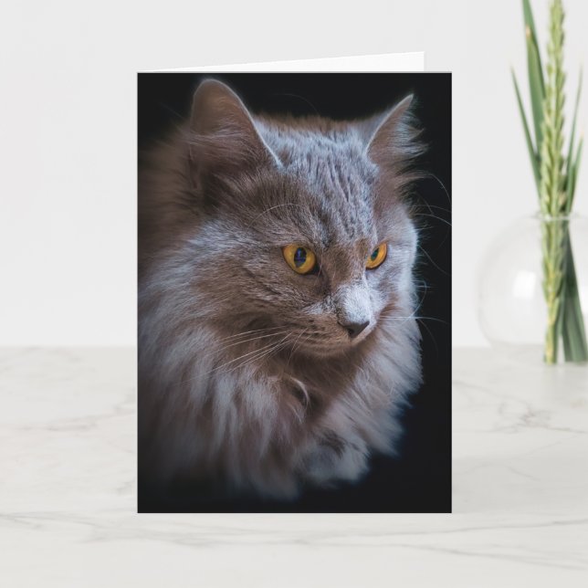 Nebelung Långhårig Rysk Blå Katt Porträtt  Kort (Framsida)