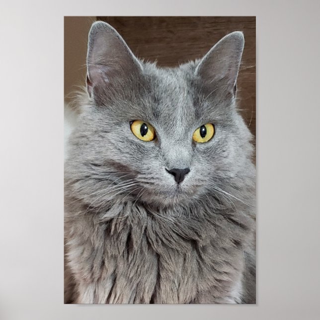 Nebelung Long-Halls Russian Blue Cat Poster (Framsidan)