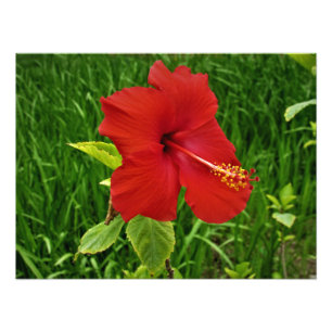’Nebraska Hibiscus’ Fototryck