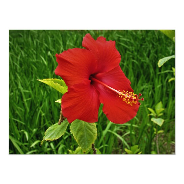 ’Nebraska Hibiscus’ Fototryck (Framsidan)