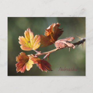 Nebraska Postcard Vykort