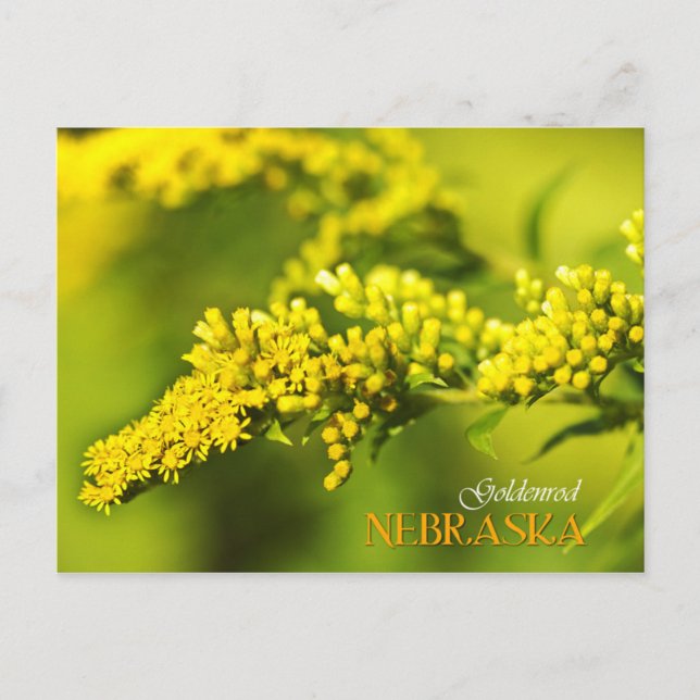 Nebraska State Flower: Goldenrod Vykort (Framsida)