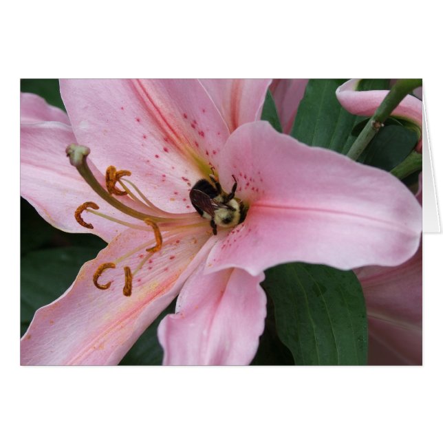 Nectar av Orienten Hälsningskort (Framsidan Horizontal)