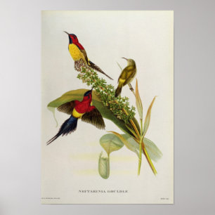 Nectarinia Gouldae Poster