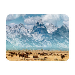 Nedanför buffel de storslagna Teton bergen Magnet