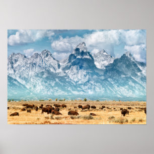 Nedanför buffel de storslagna Teton bergen Poster
