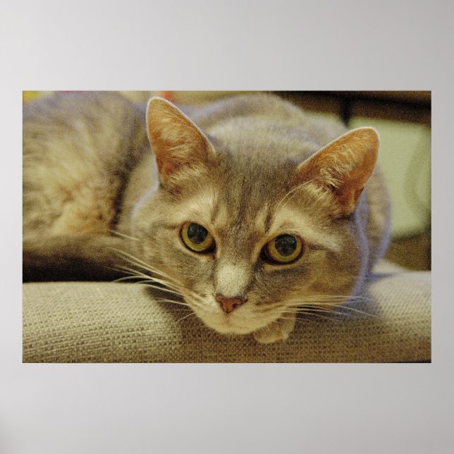 Nedda Poster (Framsidan)