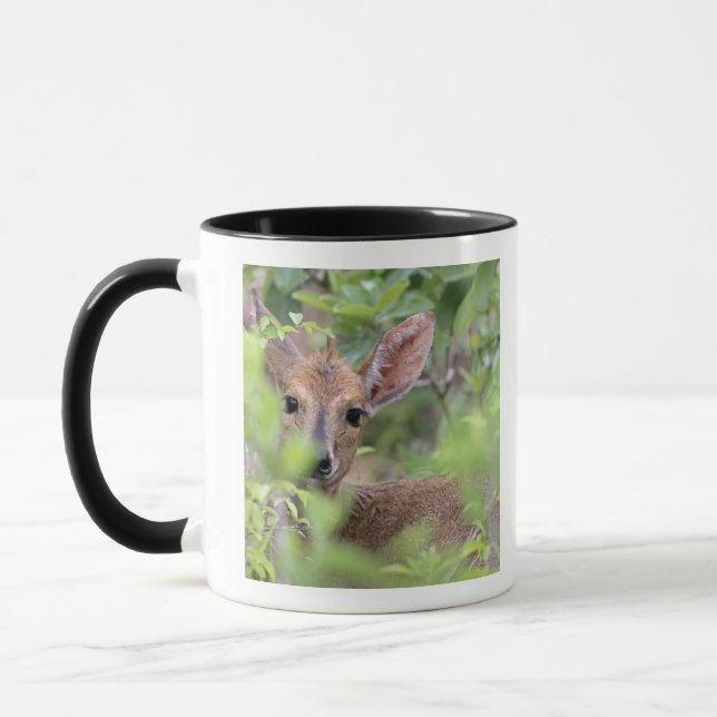 Nederlag för grå färgDuiker (den Sylvicapra Mugg (Vänster)