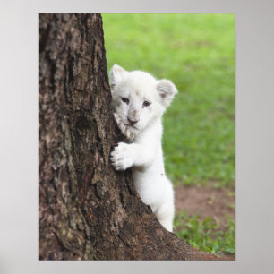 Nederlag för lejon unge för vit bak en tree. poster