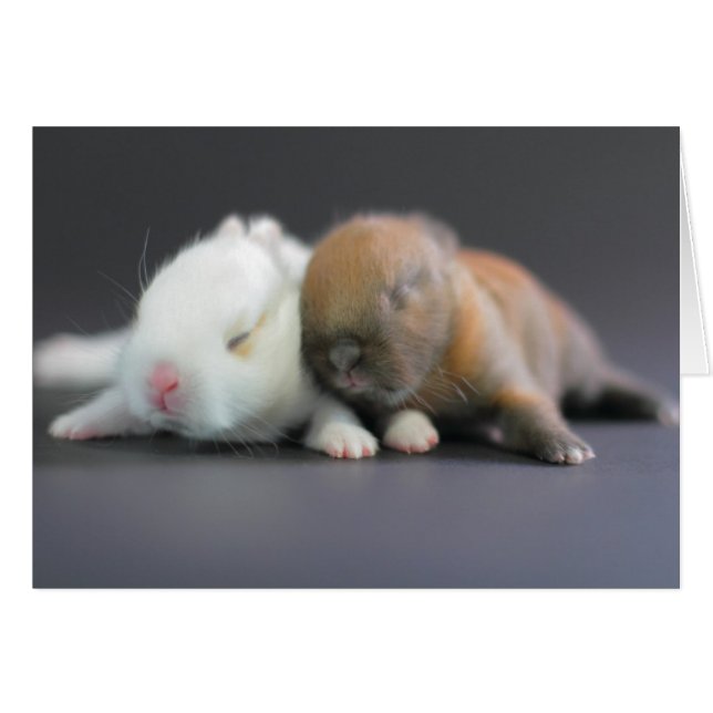 Nederland Dwarf Rabbits Hälsningskort (Framsidan Horizontal)