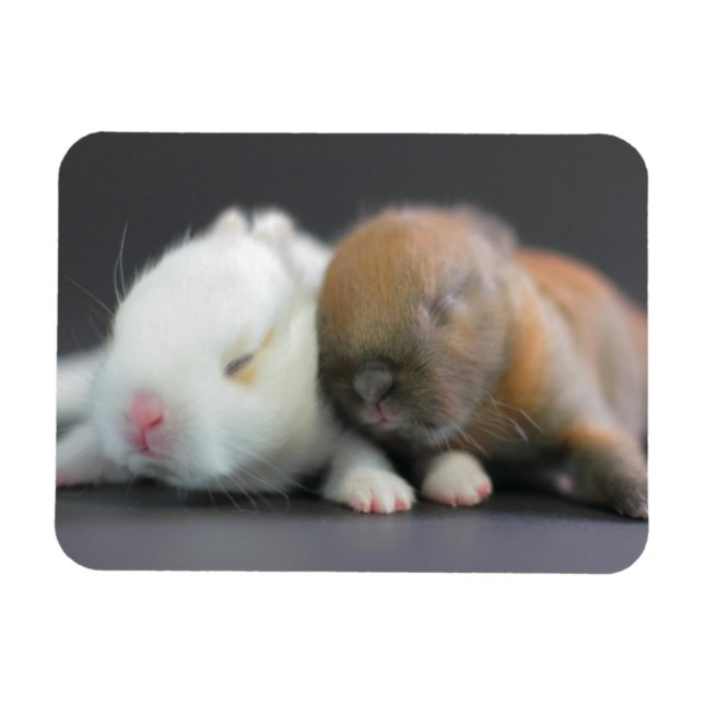 Nederland Dwarf Rabbits Magnet (Horisontell)