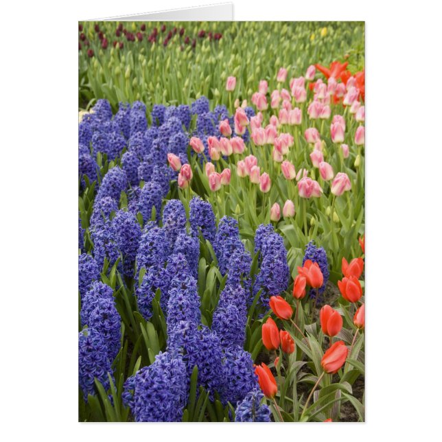 Nederländerna aka Holland), Lisse. Keukenhof 2 Hälsningskort (Framsidan)
